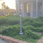Piazzale della stazione di Latina Scalo, erba alta e degrado - aiuola info point